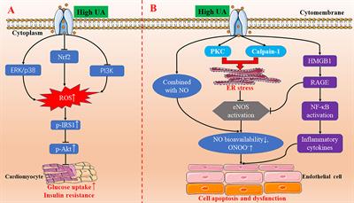 Uric Acid and Cardiovascular Disease: An Update From Molecular Mechanism to Clinical Perspective